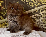 Кошки в Астрахани: Котик Эшли Мальчик, 40 000 руб. - фото 9