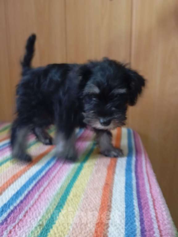 Собаки в Сарапуле: Щенок цвергшнауцера окрас чёрный с серебром двух месячного возраста.  Девочка, 50 000 руб. - фото 7