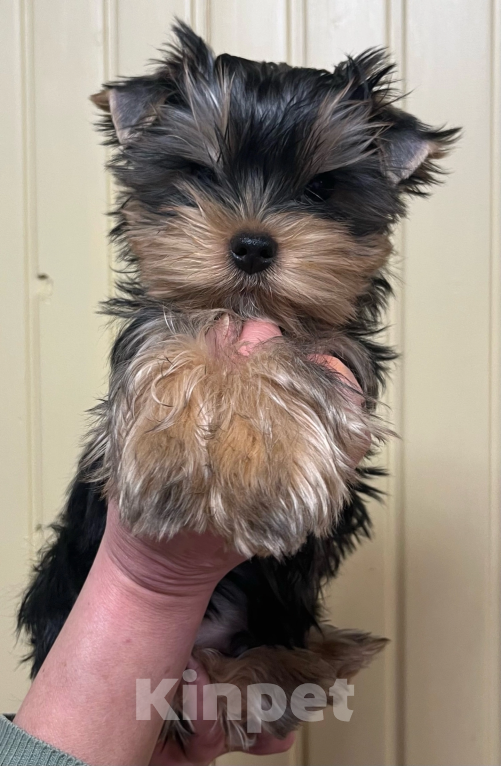 Собаки в других городах Московской области: Норрис Мальчик, 40 000 руб. - фото 4