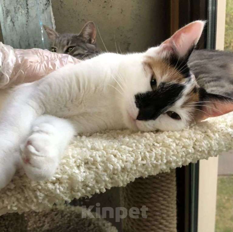 Кошки в Москве: Ни одного звоночка на маленькую Текилу 💔 Девочка, Бесплатно - фото 4