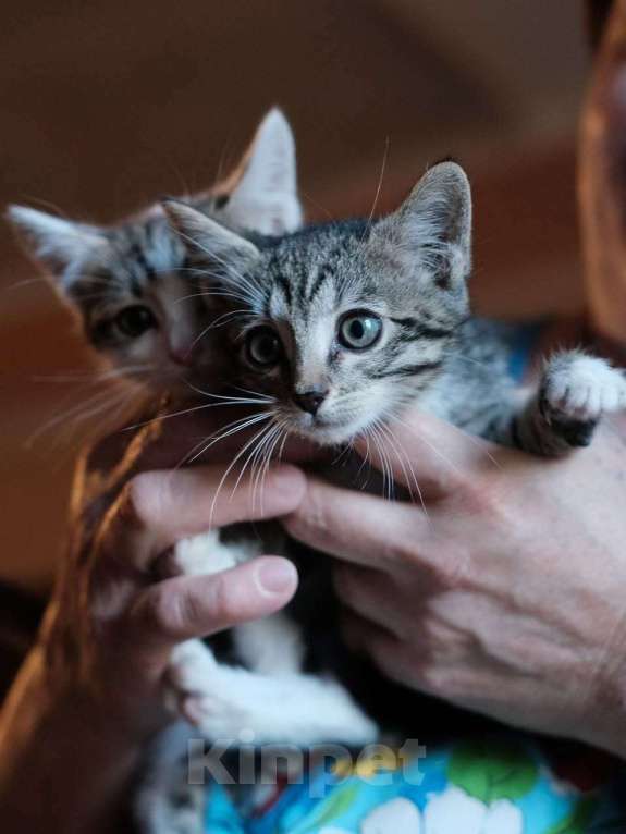 Кошки в Москве: Пушистики в поисках дома, котята Мальчик, Бесплатно - фото 2