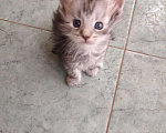 Кошки в других городах Ленинградской области: Котята в руковичках, котики и кошечки, разноцветные мурчалки Девочка, 45 000 руб. - фото 9