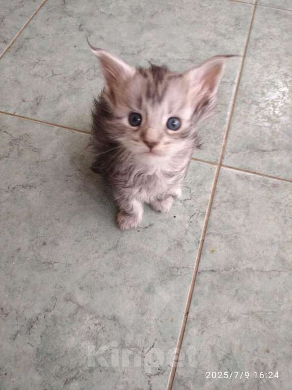 Кошки в других городах Ленинградской области: Котята в руковичках, котики и кошечки, разноцветные мурчалки Девочка, 45 000 руб. - фото 9