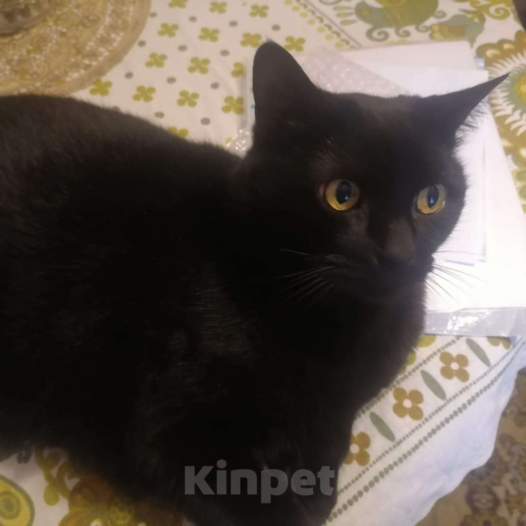 Кошки в Москве: Срочно нужно отдать в хорошие руки Мальчик, Бесплатно - фото 4