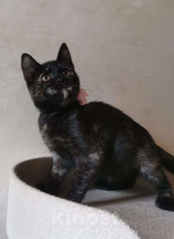 Кошки в Москве: Ласковая 4 мес малышка Шуня в добрые руки Девочка, Бесплатно - фото 3