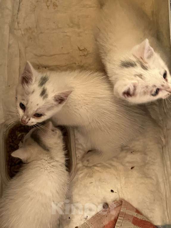 Кошки в Москве: Котята в добрые руки бесплатно  Мальчик, Бесплатно - фото 3