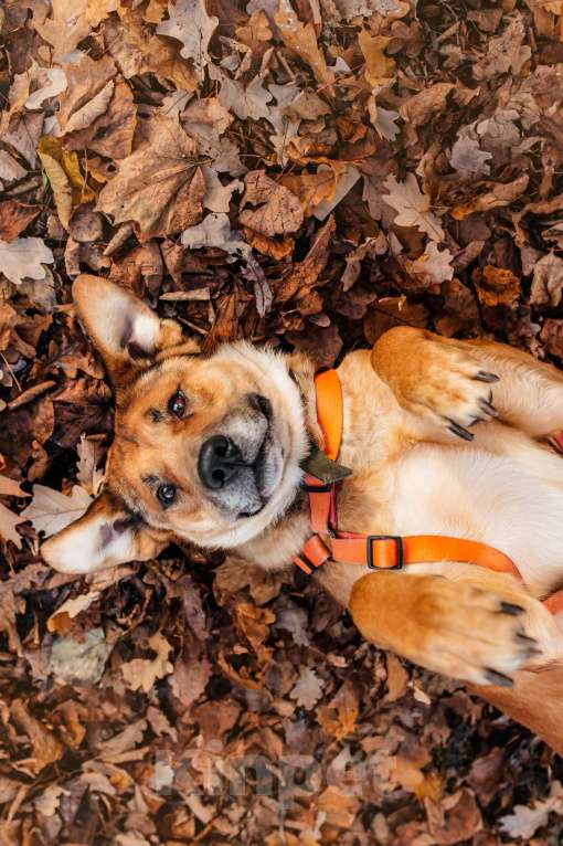 Собаки в Москве: Благородный Джек ищет дом Мальчик, Бесплатно - фото 6