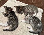 Кошки в Котельнике: Котята в добрые руки  Мальчик, 1 000 руб. - фото 2