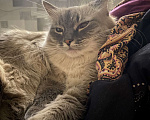 Кошки в Костроме: В добрые руки❤️ Девочка, Бесплатно - фото 2