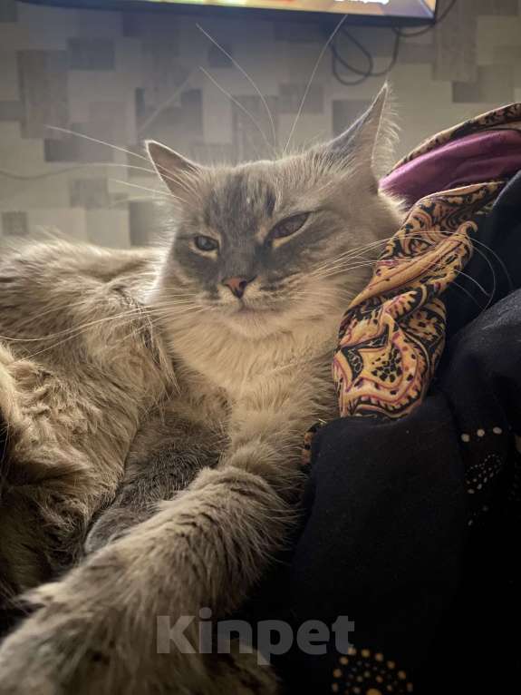 Кошки в Костроме: В добрые руки❤️ Девочка, Бесплатно - фото 2