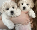 Собаки в Москве: Девочки бишоны Девочка, 50 000 руб. - фото 6