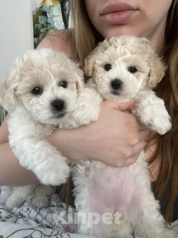 Собаки в Москве: Девочки бишоны Девочка, 50 000 руб. - фото 6