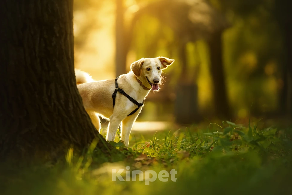 Собаки в Москве: Юна Девочка, Бесплатно - фото 6
