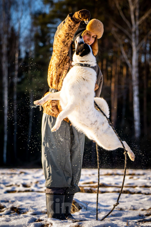 Собаки в Клине: Ласка — озорная попрыгунья Девочка, Бесплатно - фото 8