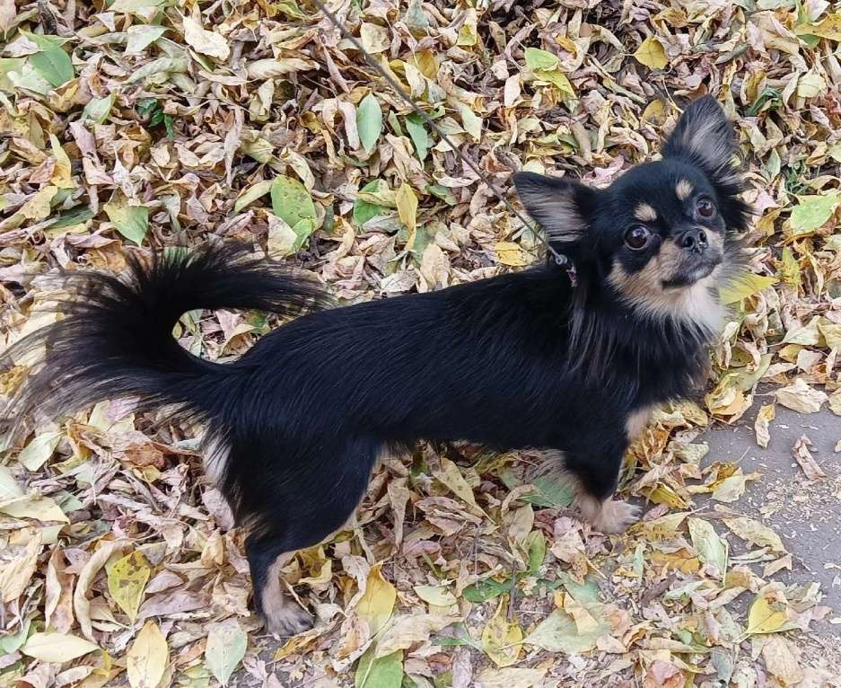 Собаки в Новосибирске: Вязка Чихуахуа  Мальчик, 20 000 руб. - фото 4