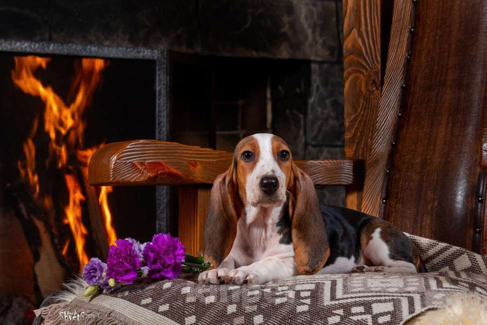 Собаки в Истре: Артезиано-нормандский бассет Девочка, 150 000 руб. - фото 2