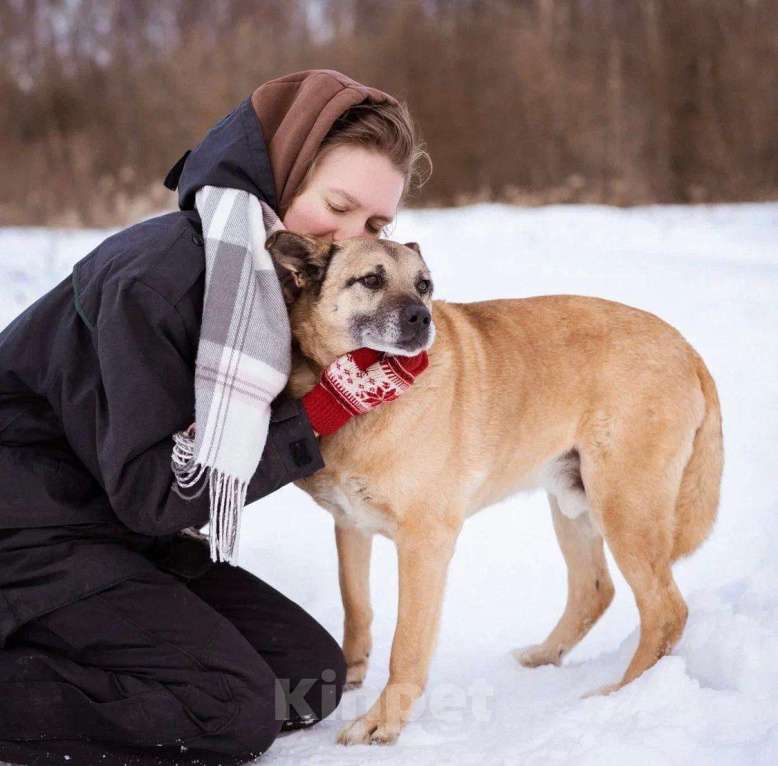 Собаки в Москве: Лепс Мальчик, Бесплатно - фото 3