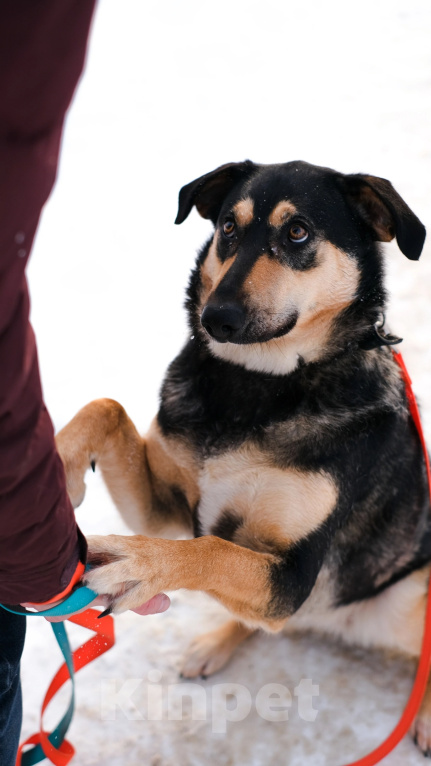 Собаки в Санкт-Петербурге: Киви из приюта в добрые руки Девочка, Бесплатно - фото 1