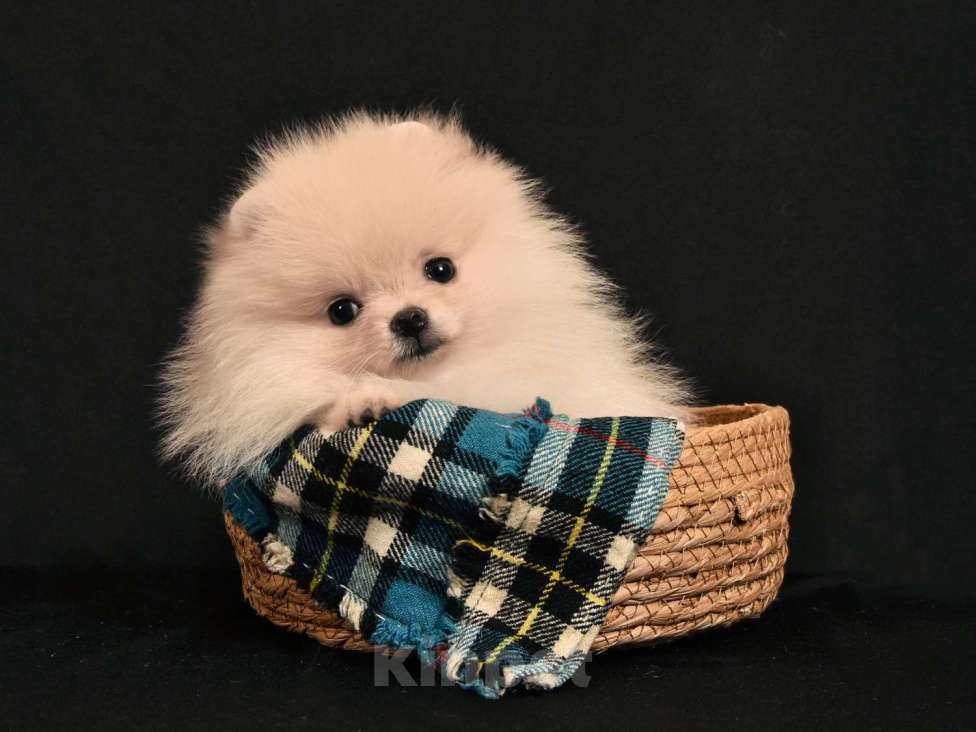 Собаки в Москве: Девочка Девочка, 30 000 руб. - фото 3