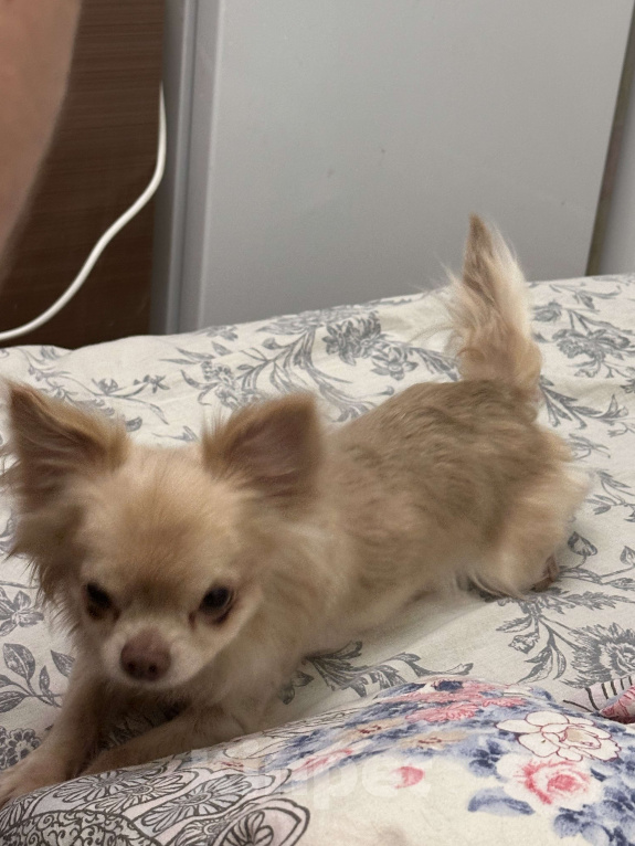 Собаки в Москве: Мини чихуахуа на вязку Мальчик, Бесплатно - фото 8