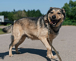 Собаки в Химках: Невероятный Зорро Мальчик, Бесплатно - фото 4