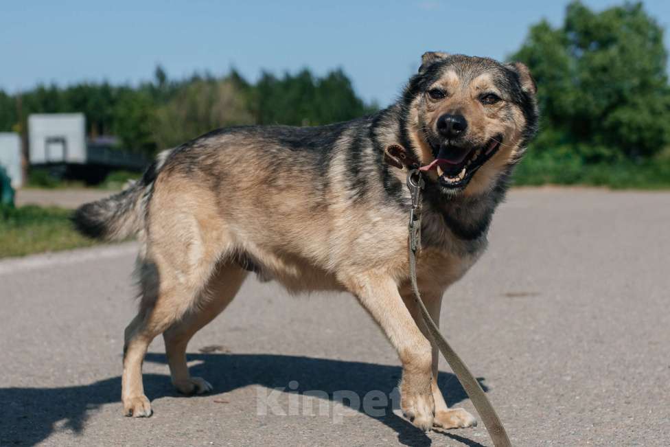 Собаки в Химках: Невероятный Зорро Мальчик, Бесплатно - фото 4