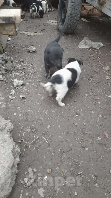 Собаки в Самаре: Даром Мальчик, Бесплатно - фото 1