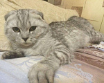 Кошки в Лыткарино: Вязка, 1 000 руб. - фото 1