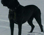 Собаки в Альметьевске: Кобель кане корсо для вязки Мальчик, 1 руб. - фото 1