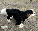 Собаки в Рязани: Кавалер кинг чарльз спаниель вязка, 1 руб. - фото 6