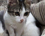 Кошки в Москве: Белый котенок с полосатыми пятнами Джулия, 3 мес, Бесплатно - фото 3