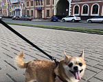 Собаки в Йошкаре-Оле: Ищем девочку чихуахуа для вязки, Бесплатно - фото 2