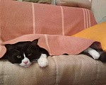 Кошки в Рыбном: Кот Мейн-кун вязка, 2 000 руб. - фото 4