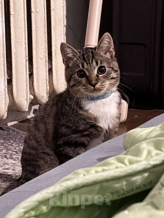 Кошки в Москве: Кот. Котик. Котенок.  Мальчик, Бесплатно - фото 1