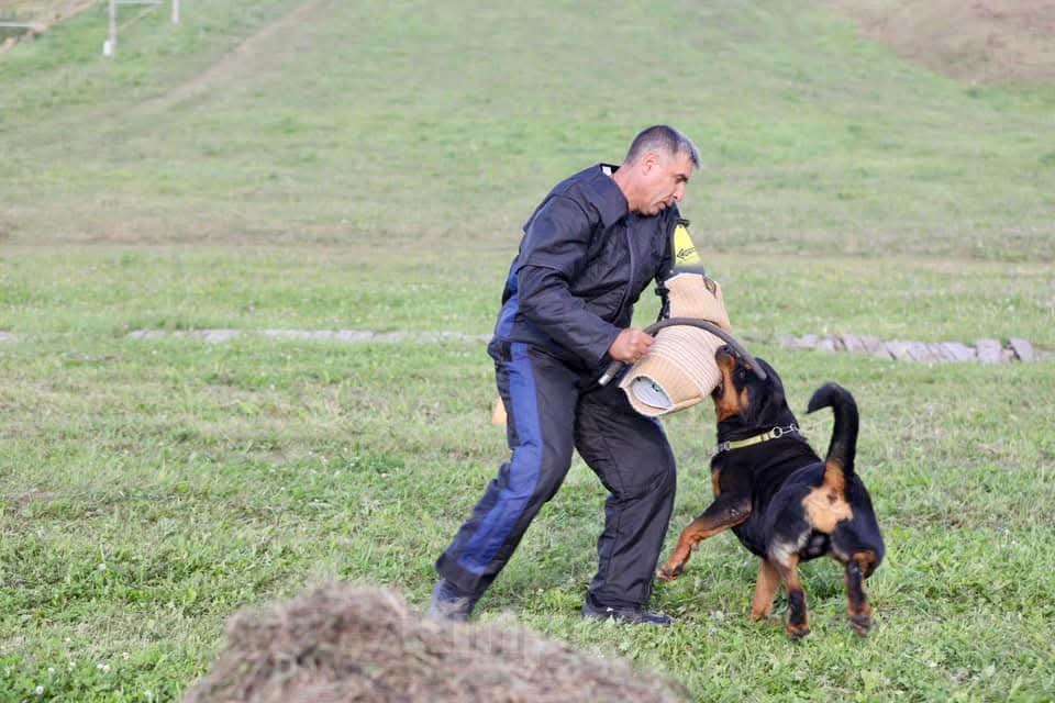 Собаки в Рязани: Щенки ротвейлерр Девочка, 50 000 руб. - фото 9