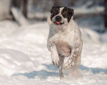 Собаки в Москве: Красивый пёс необычного окраса ищет дом Мальчик, 1 руб. - фото 3