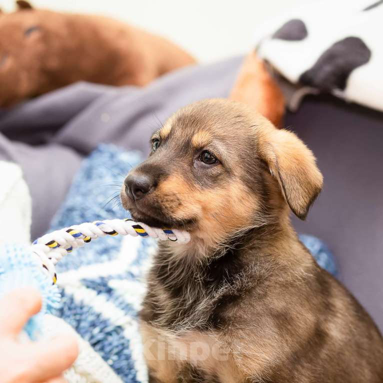 Собаки в других городах Ленинградской области: Щенки в добрые руки  Мальчик, Бесплатно - фото 6