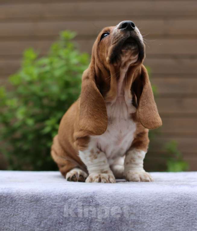 Собаки в Санкт-Петербурге: Бассет Хаунд щенки,  Бассет  Мальчик, 50 000 руб. - фото 2