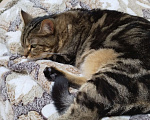 Кошки в Рязани: Отдаю кошечку в добрые руки, ревнует к малышу в доме  Девочка, 1 000 руб. - фото 1