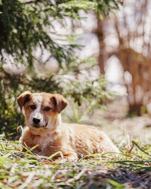 Собаки в Москве: Милейшая Дива,домашняя девочка-щенок ищет дом Девочка, Бесплатно - фото 7