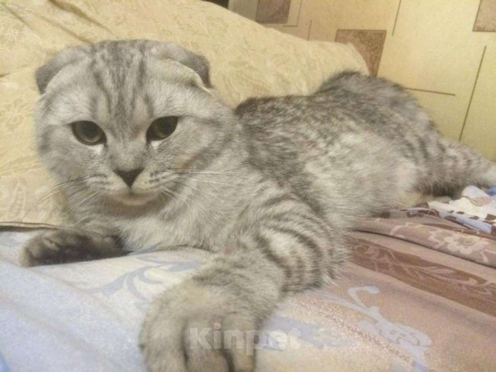 Кошки в Лыткарино: Вязка, 1 000 руб. - фото 1