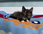 Кошки в Москве: Котенок в добрые руки Девочка, Бесплатно - фото 4