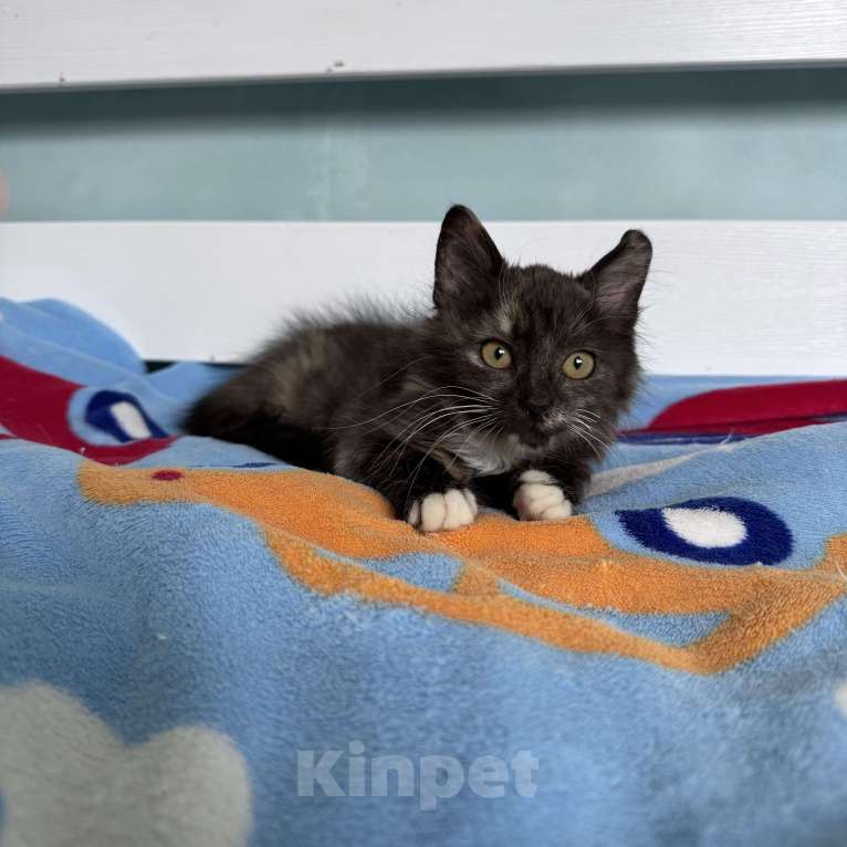 Кошки в Москве: Котенок в добрые руки Девочка, Бесплатно - фото 4