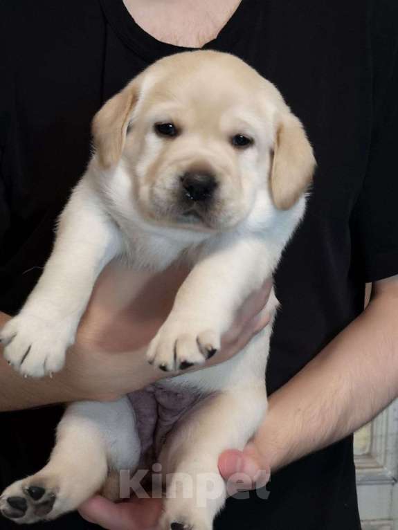 Собаки в Москве: Палевые щенки лабрадора от питомника ВАЛНЕРИЗ Девочка, 60 000 руб. - фото 3