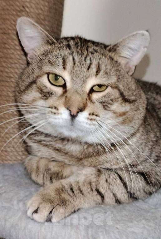 Кошки в Москве: Крутой кот Шурик в добрые руки Мальчик, Бесплатно - фото 4