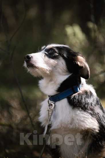 Собаки в Твери: Чук Мальчик, Бесплатно - фото 2