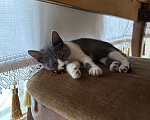 Кошки в Махачкале: Пропала кошка  Девочка, 200 руб. - фото 7