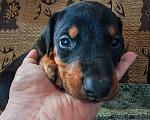 Собаки в других городах Краснодарского края: Щенки добермана Мальчик, 25 000 руб. - фото 10
