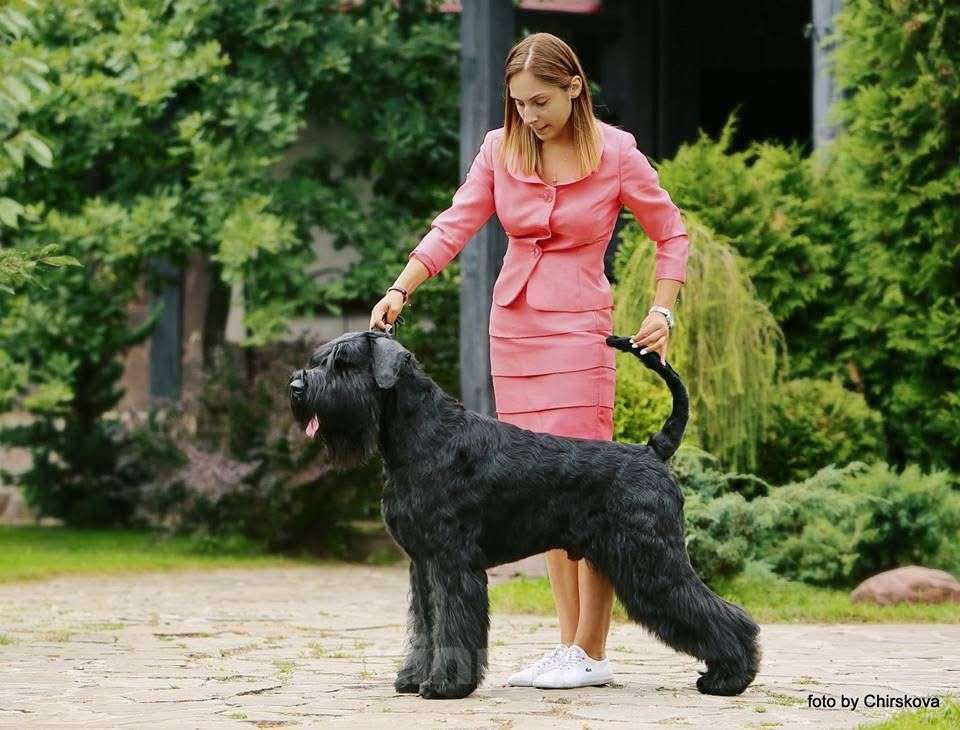 Собаки в других городах Башкортостана: Ризеншнауцер Мальчик, 80 000 руб. - фото 3