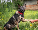 Собаки в других городах Владимирской области: Красивая и добрая собака в добрые руки бесплатно Девочка, Бесплатно - фото 2